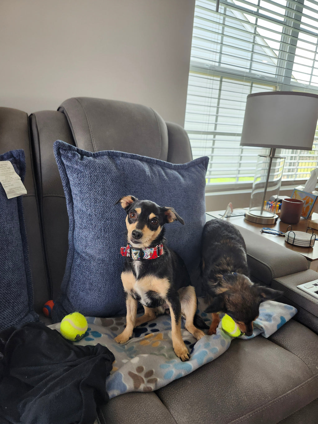 Adjustable Hand Grip Leash