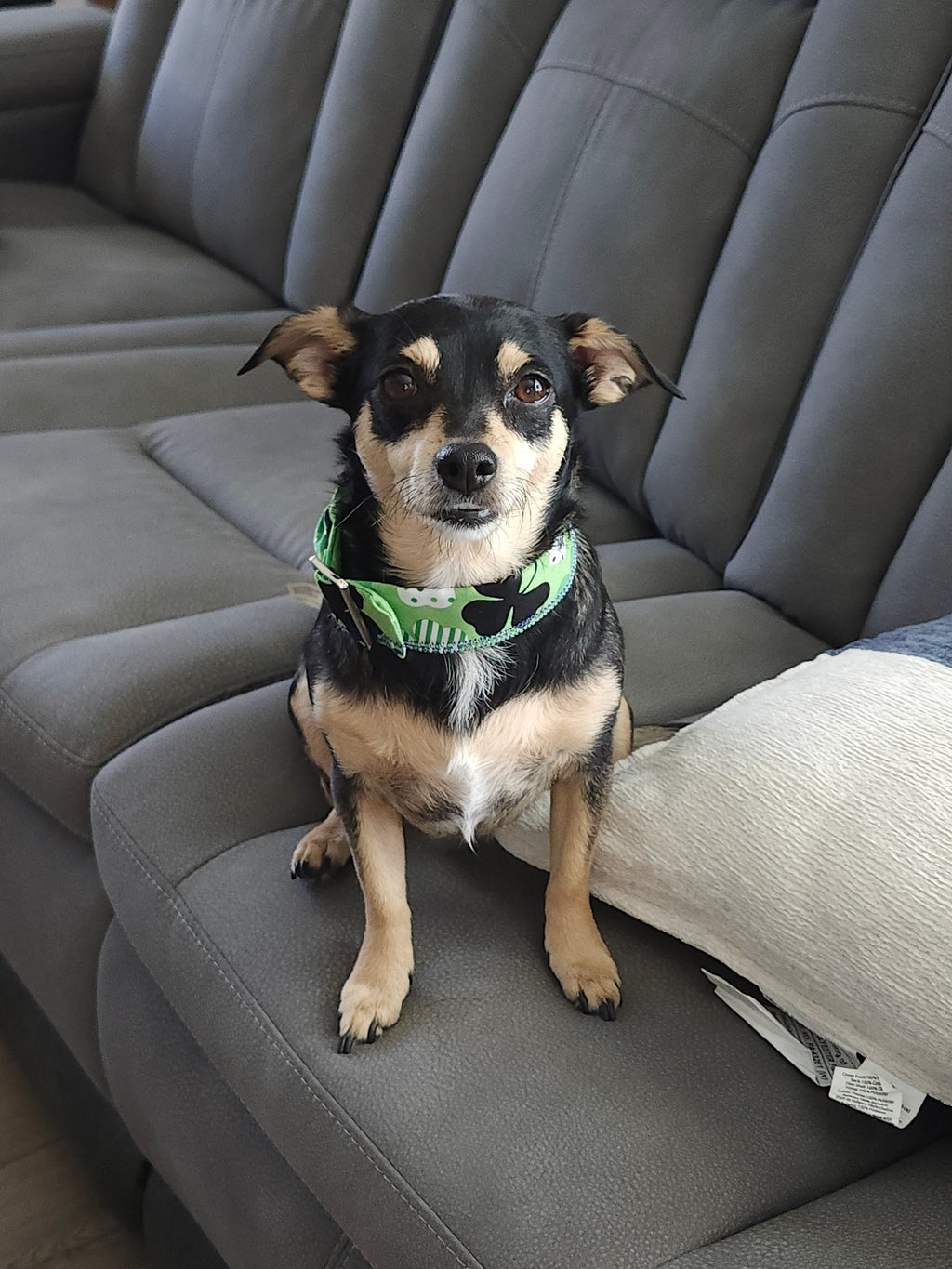 Italian Greyhound Martingale Collar