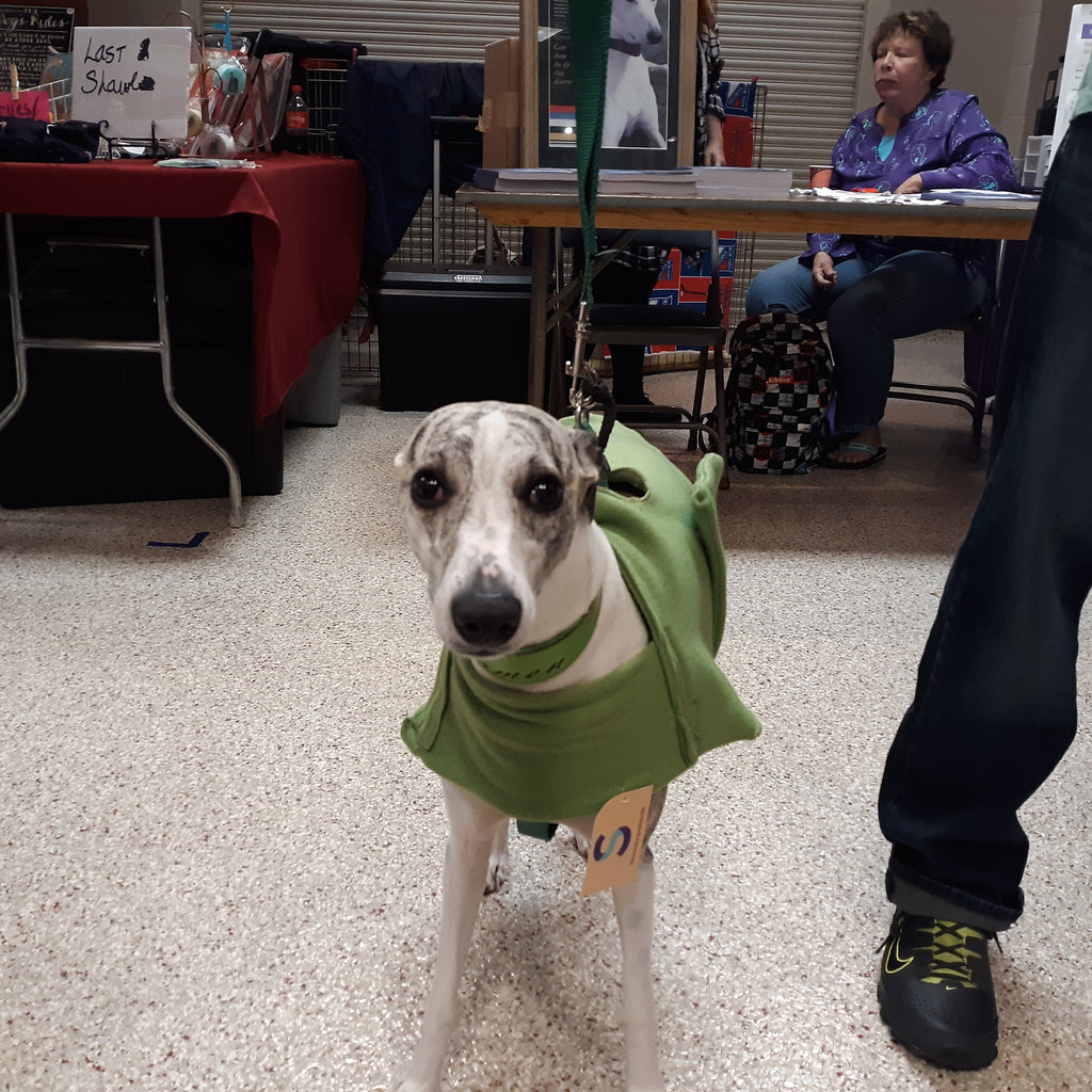 Italian Greyhound Martingale Collar