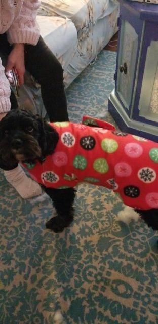 Greyhound Fall coats