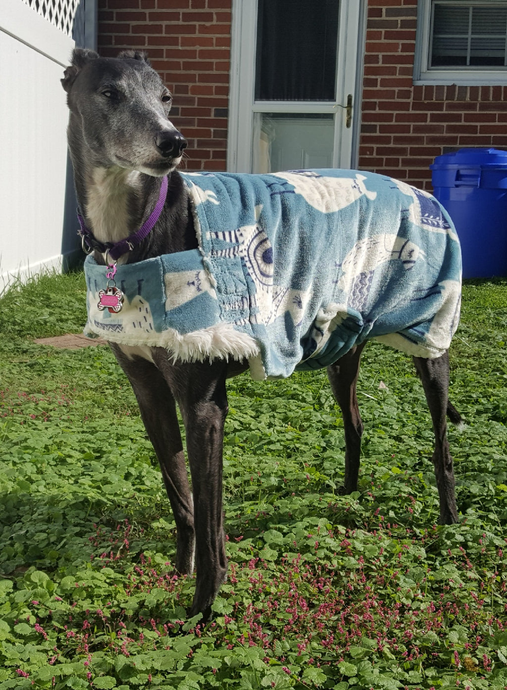 Greyhound Fall coats