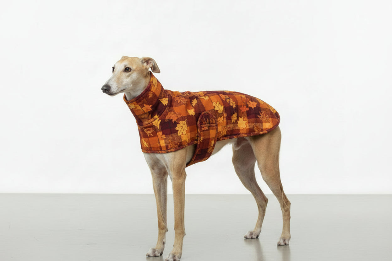 Greyhound Fall coats